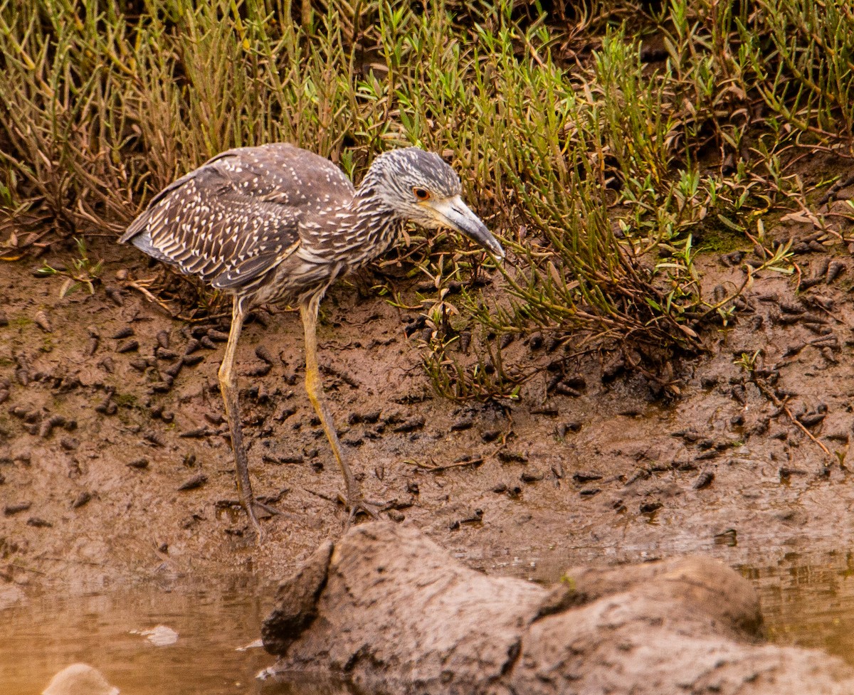 Yellow-crowned Night Heron - ML622641534