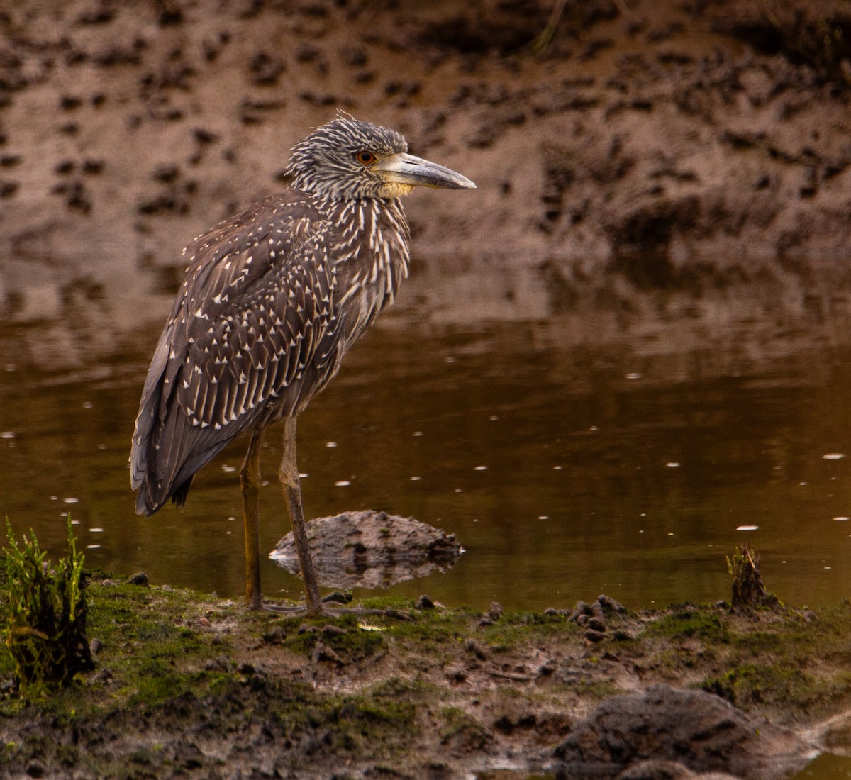 Yellow-crowned Night Heron - ML622641535