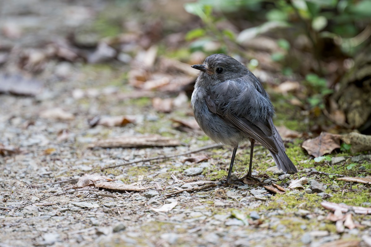 South Island Robin - ML622641568