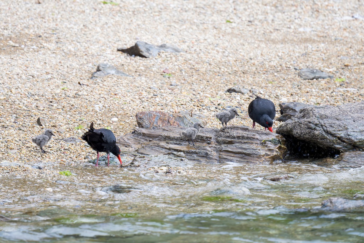 Variable Oystercatcher - ML622641570