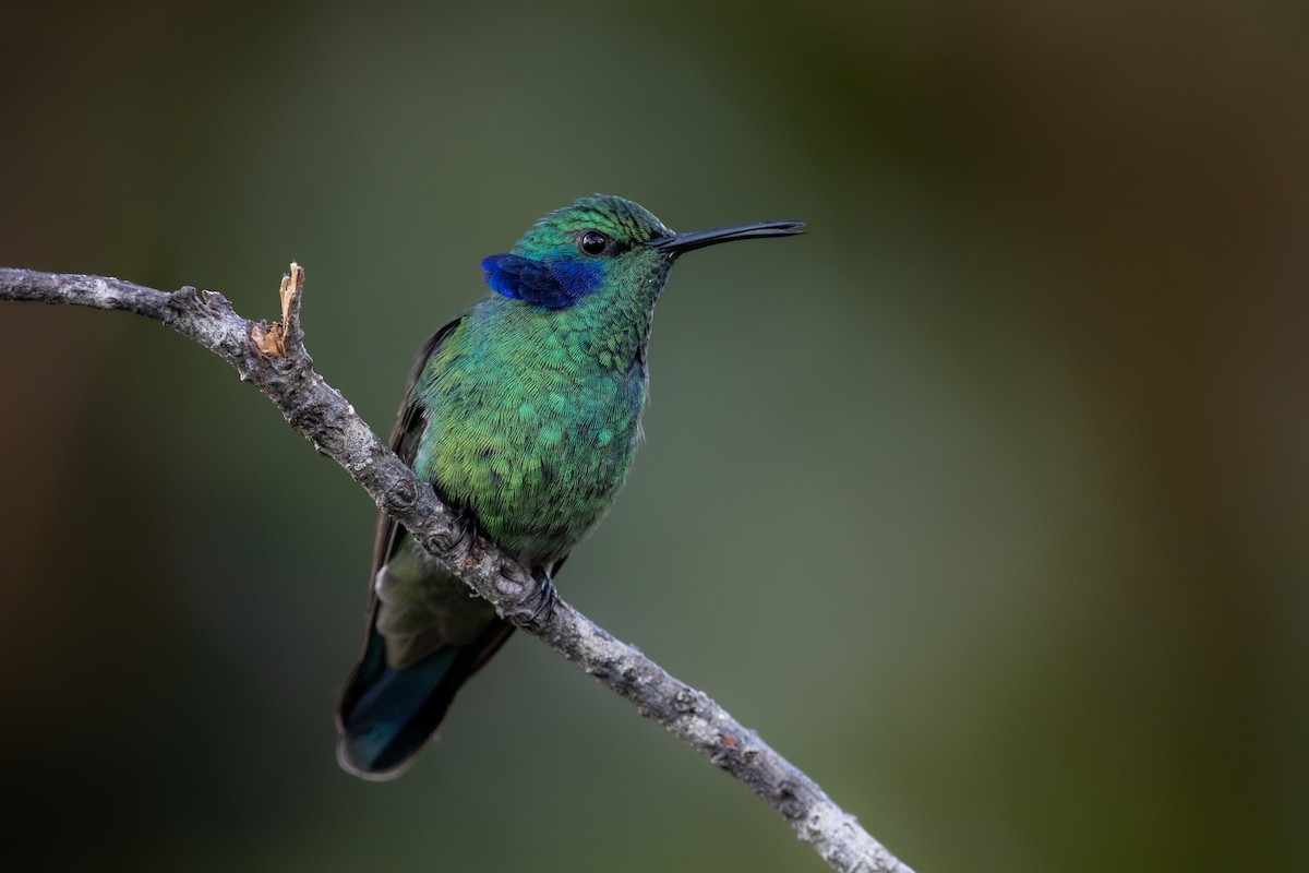 Колібрі іскристий (підвид cyanotus/crissalis) - ML622641677