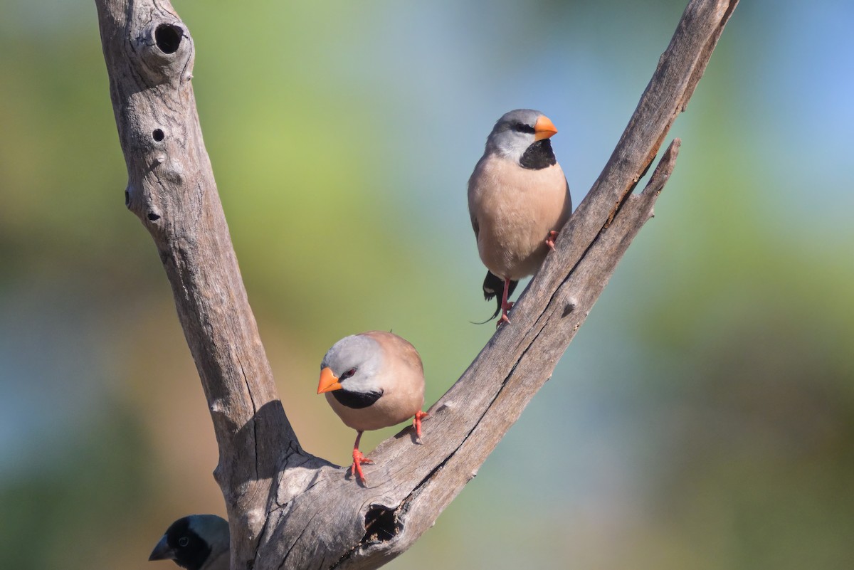 Long-tailed Finch - ML622641740