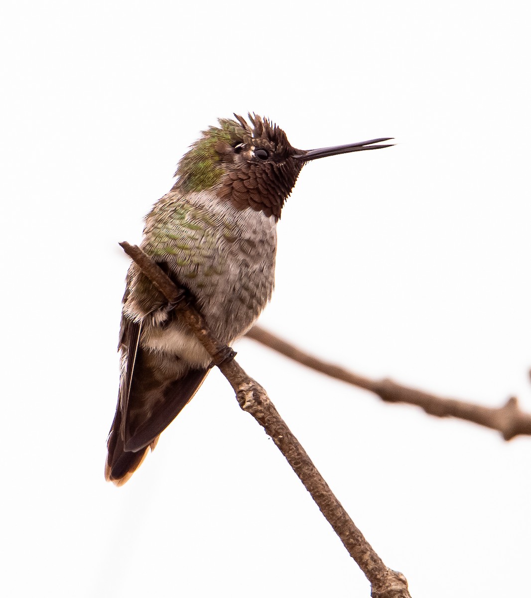 Anna's Hummingbird - ML622641760