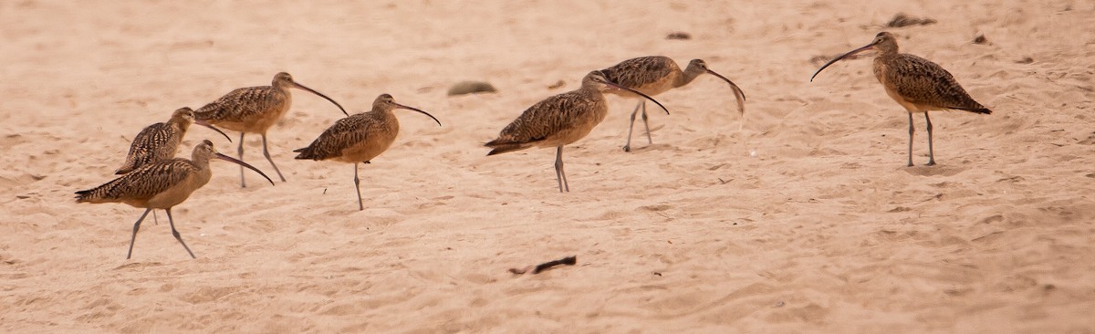 Long-billed Curlew - ML622641764