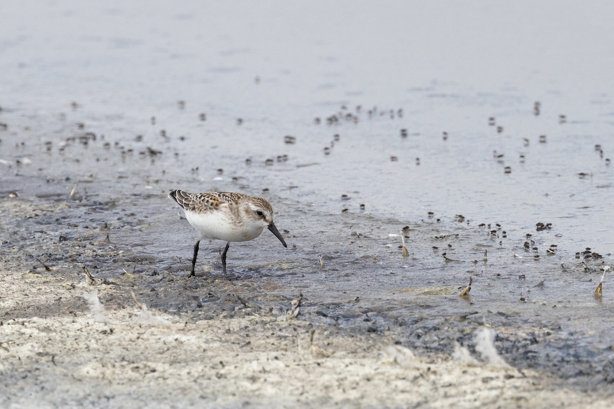 Western Sandpiper - Gaurav Manglik