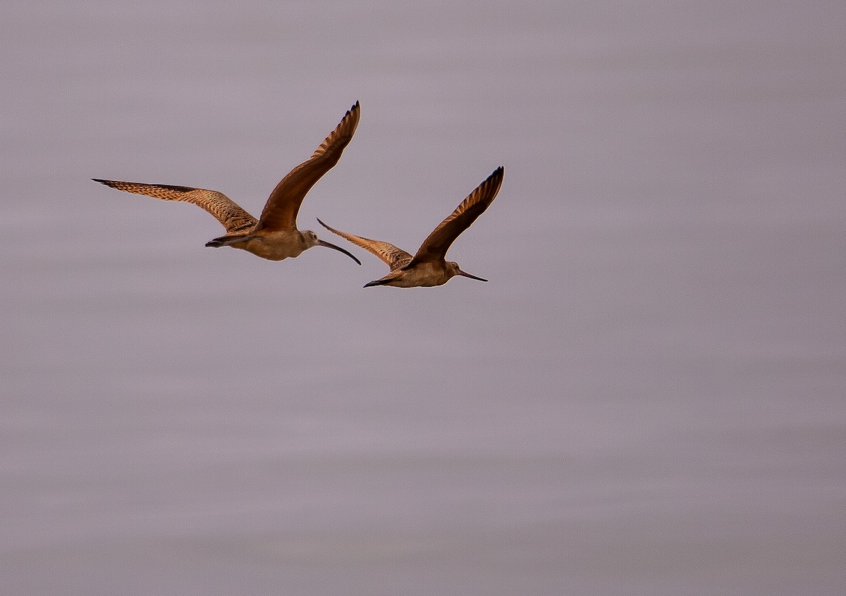 Marbled Godwit - ML622641777