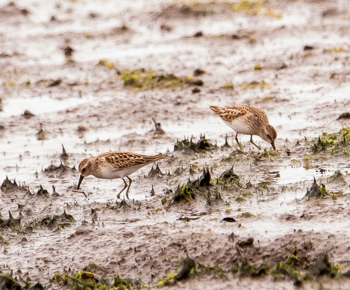 Least Sandpiper - ML622641817