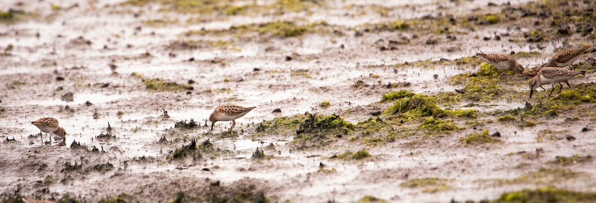 Least Sandpiper - ML622641818