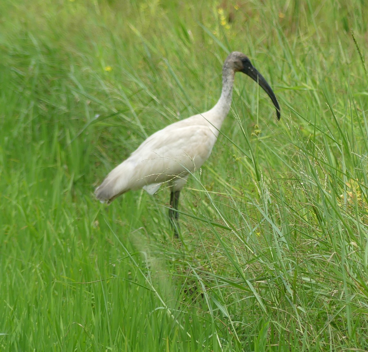 Black-headed Ibis - Jan Richtr