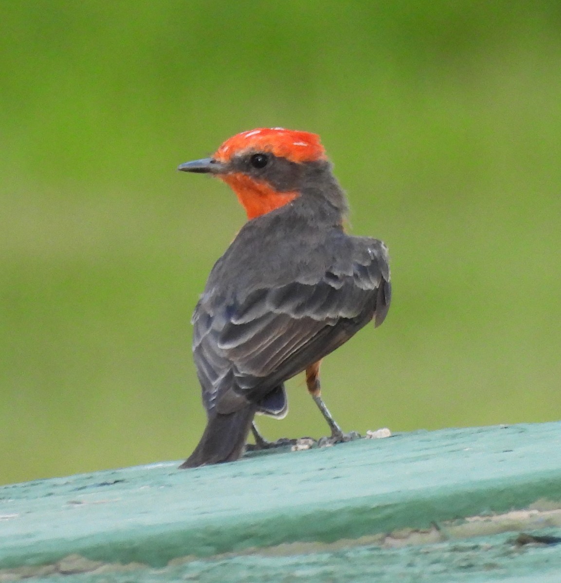 Vermilion Flycatcher - Derek Heins