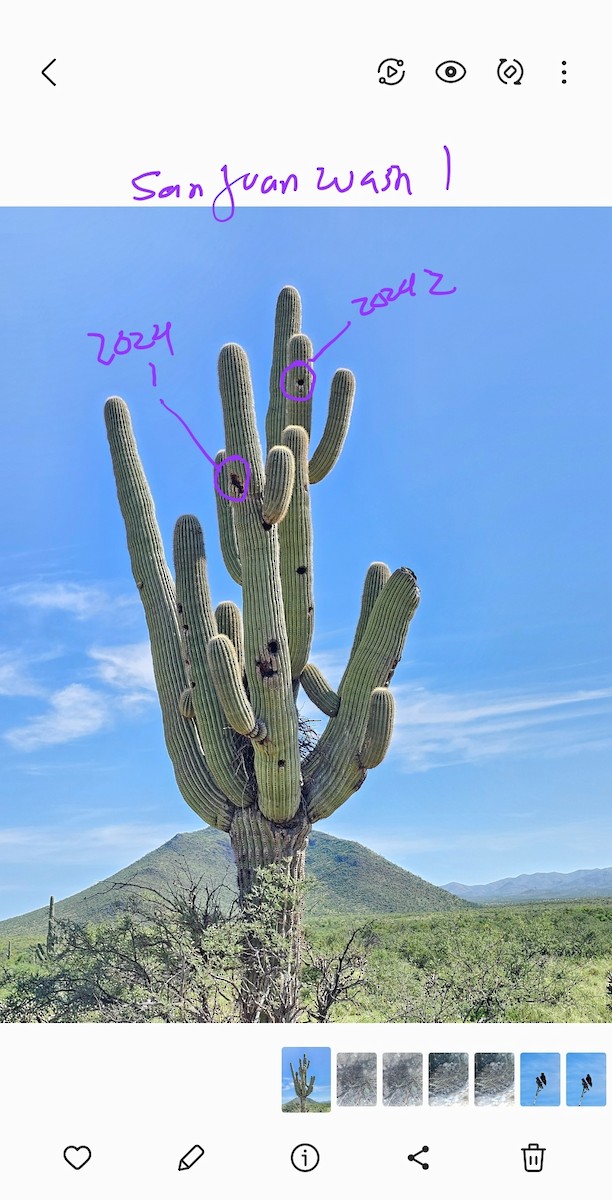 Purple Martin (hesperia) - ML622641944