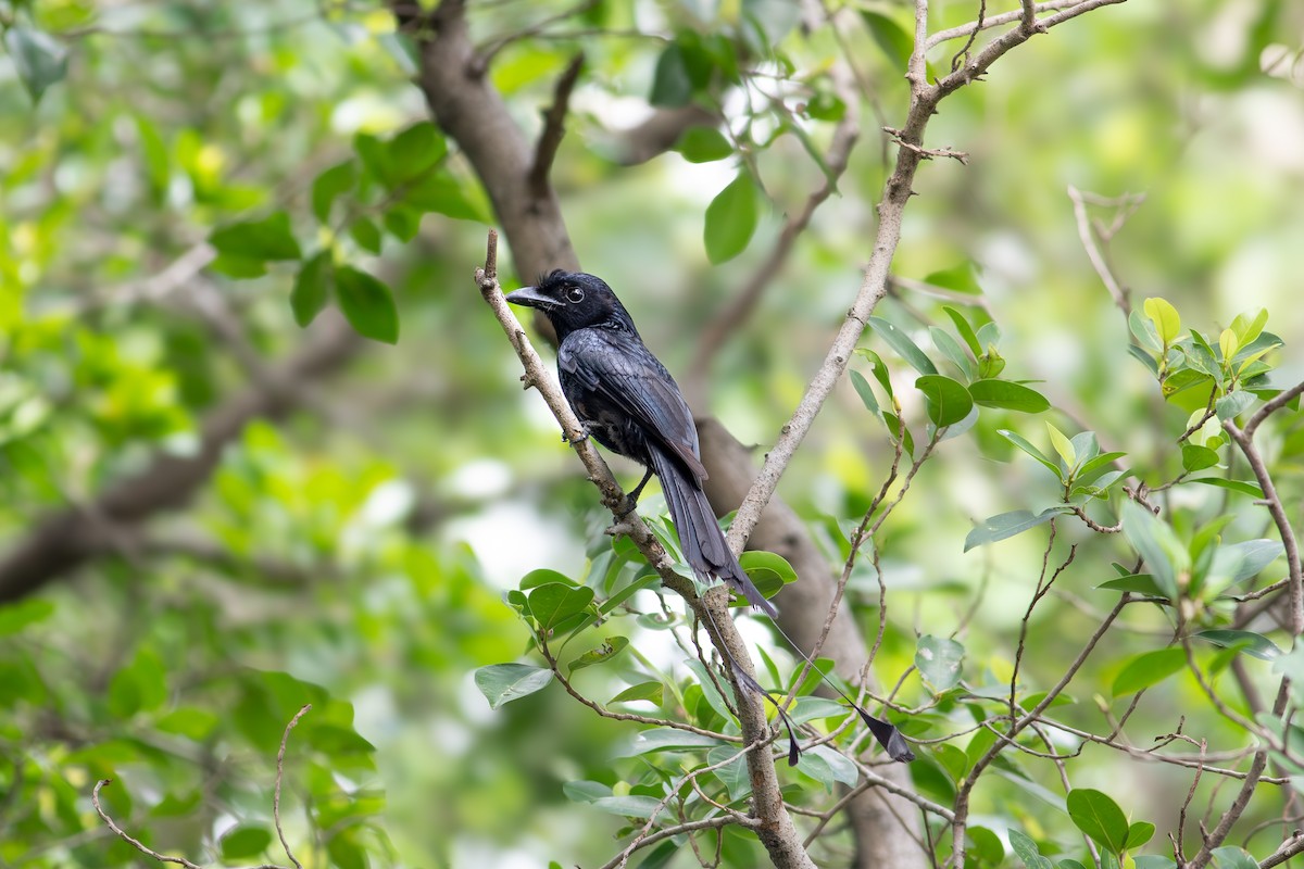 Greater Racket-tailed Drongo - ML622642018