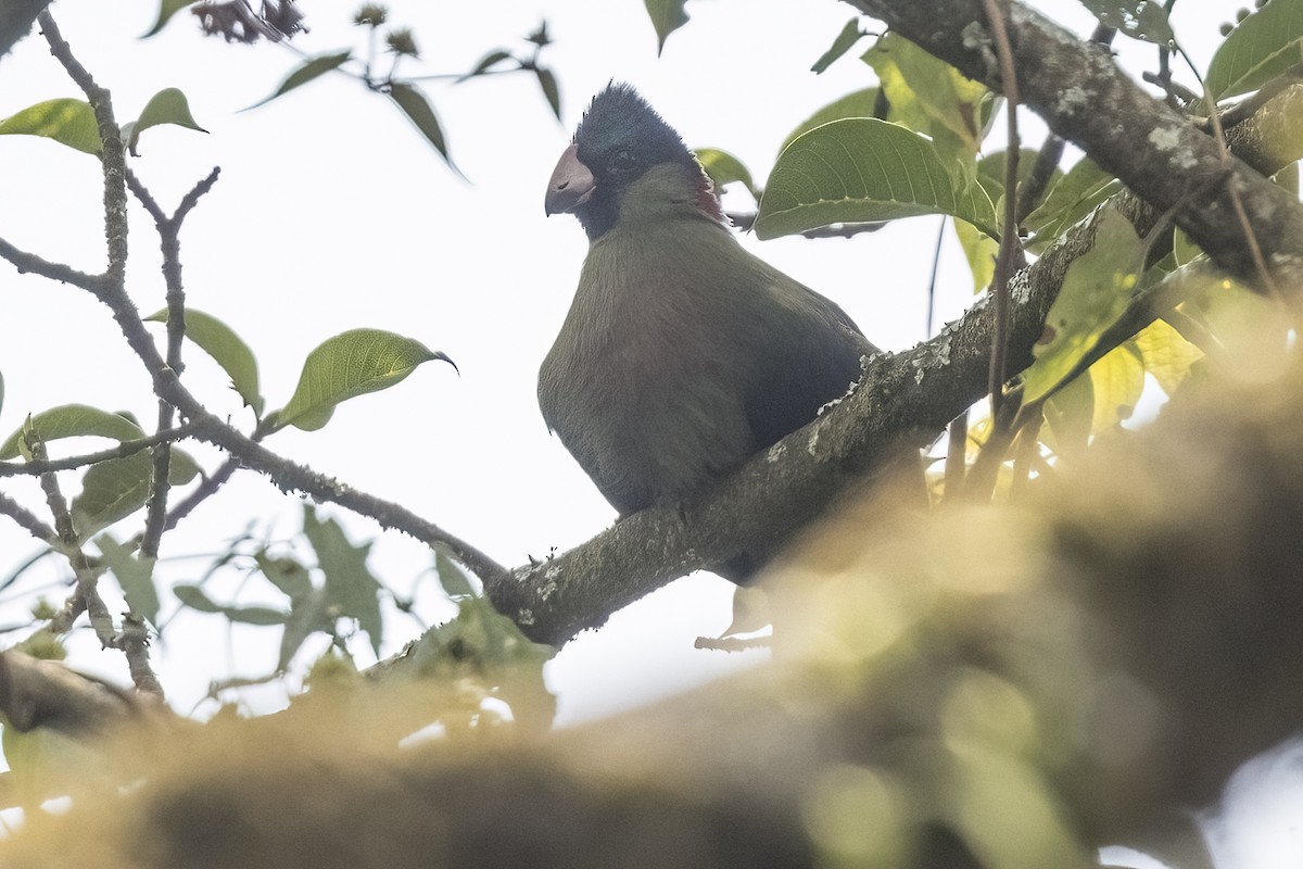 Rwenzori Turaco - ML622642104