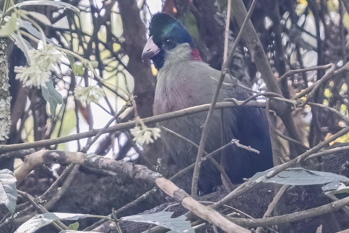 Rwenzori Turaco - ML622642105