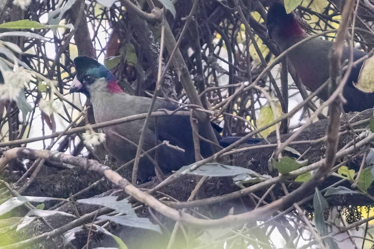 Rwenzori Turaco - ML622642106