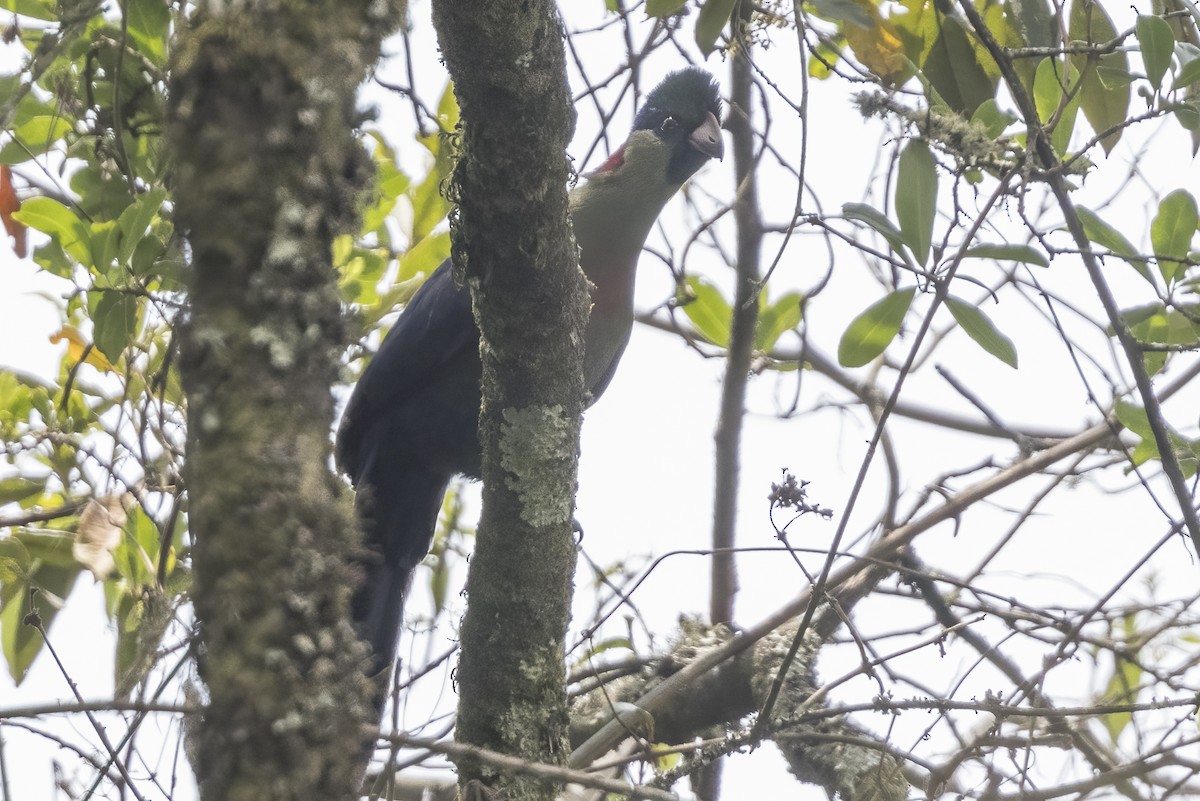 Rwenzori Turaco - ML622642107