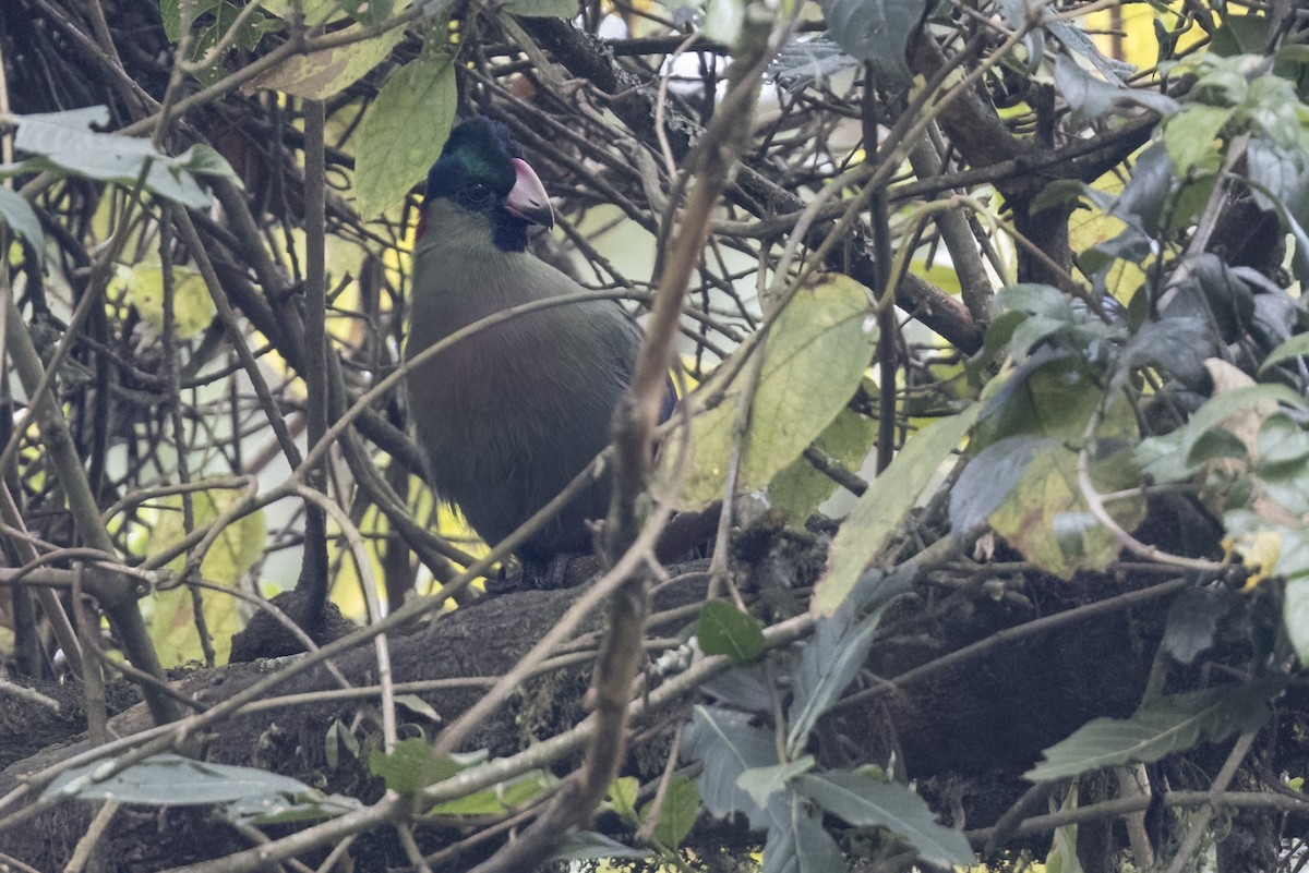 Rwenzori Turaco - ML622642108