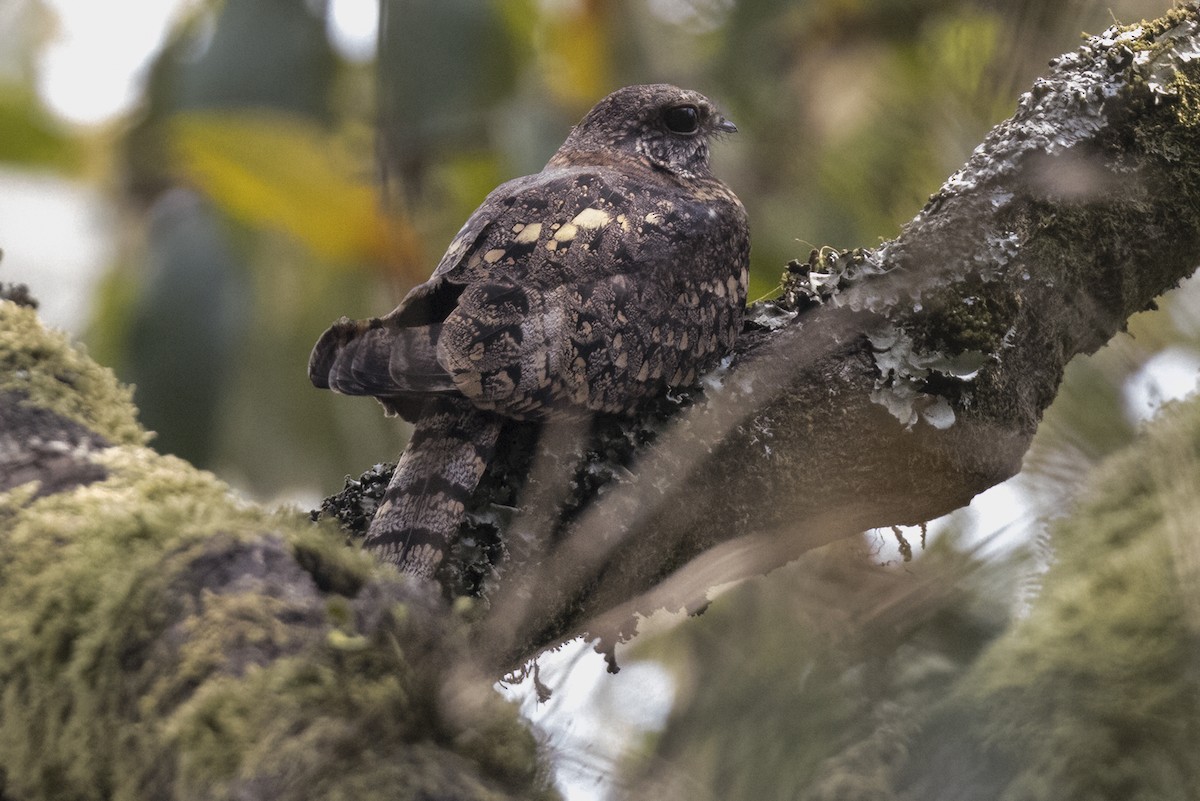 Montane Nightjar (Rwenzori) - ML622642121