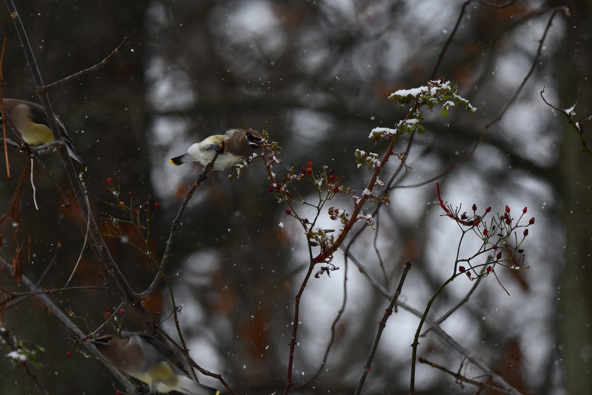 Cedar Waxwing - ML622642123