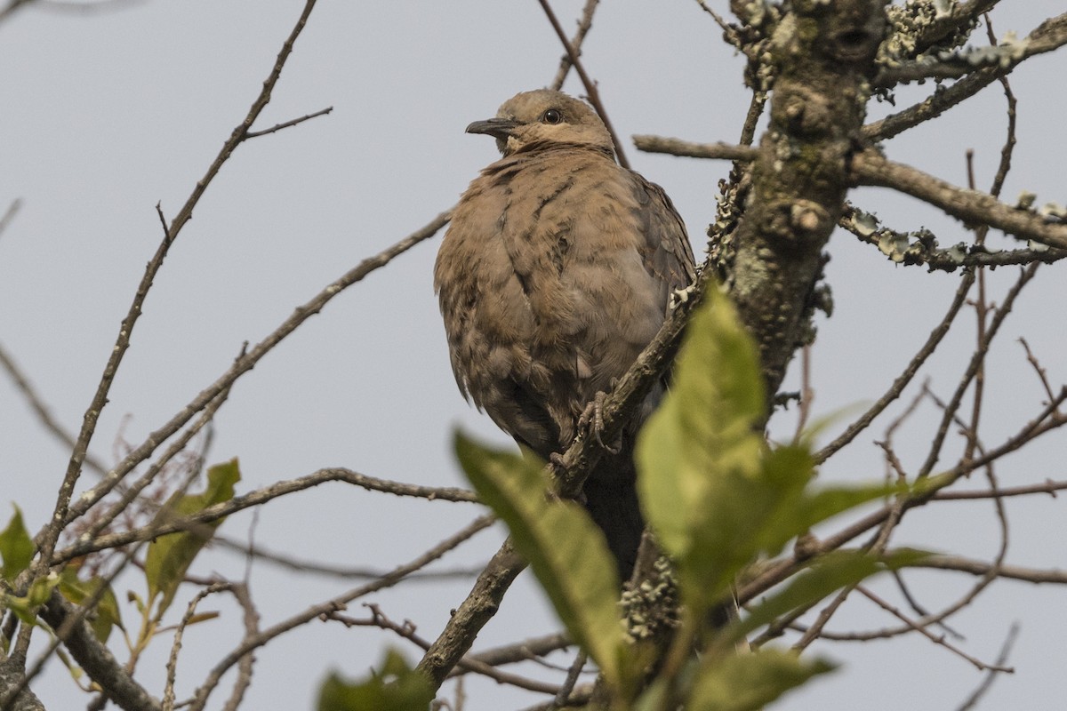 Dusky Turtle-Dove - ML622642128