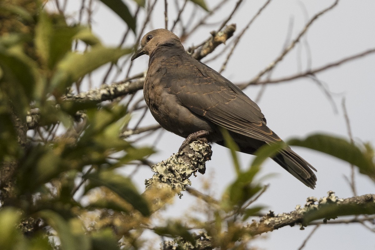 Dusky Turtle-Dove - ML622642134