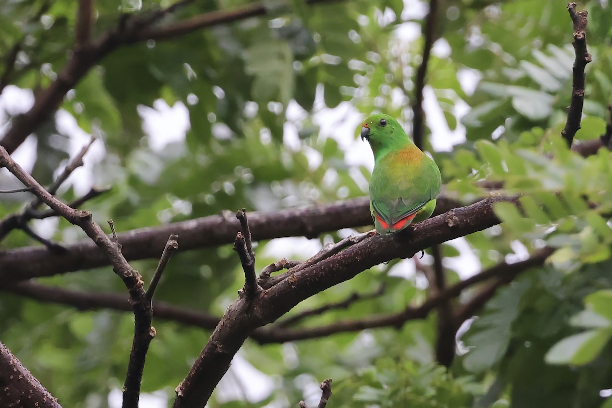 Moluccan Hanging-Parrot - ML622642156