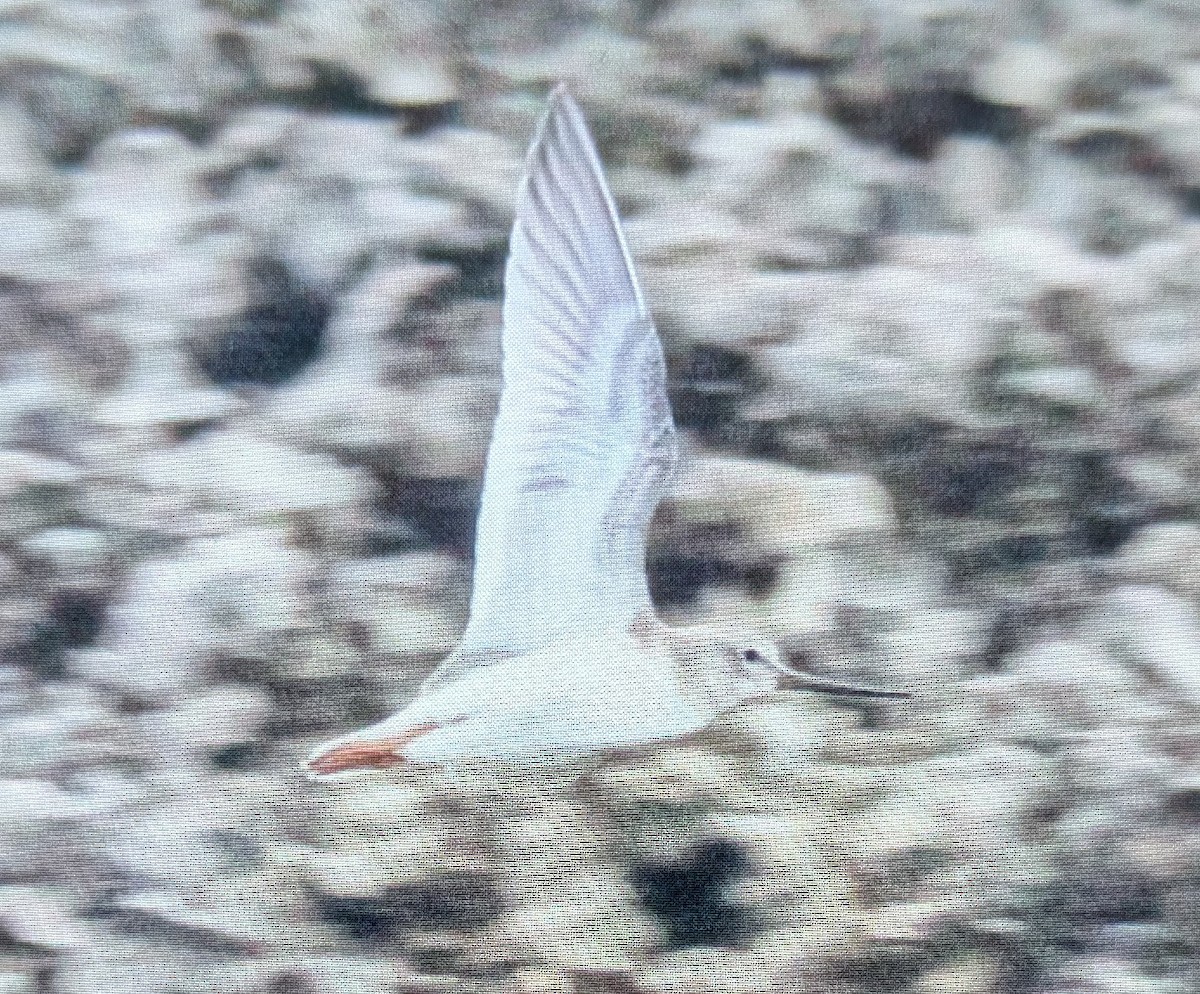 Terek Sandpiper - ML622642195