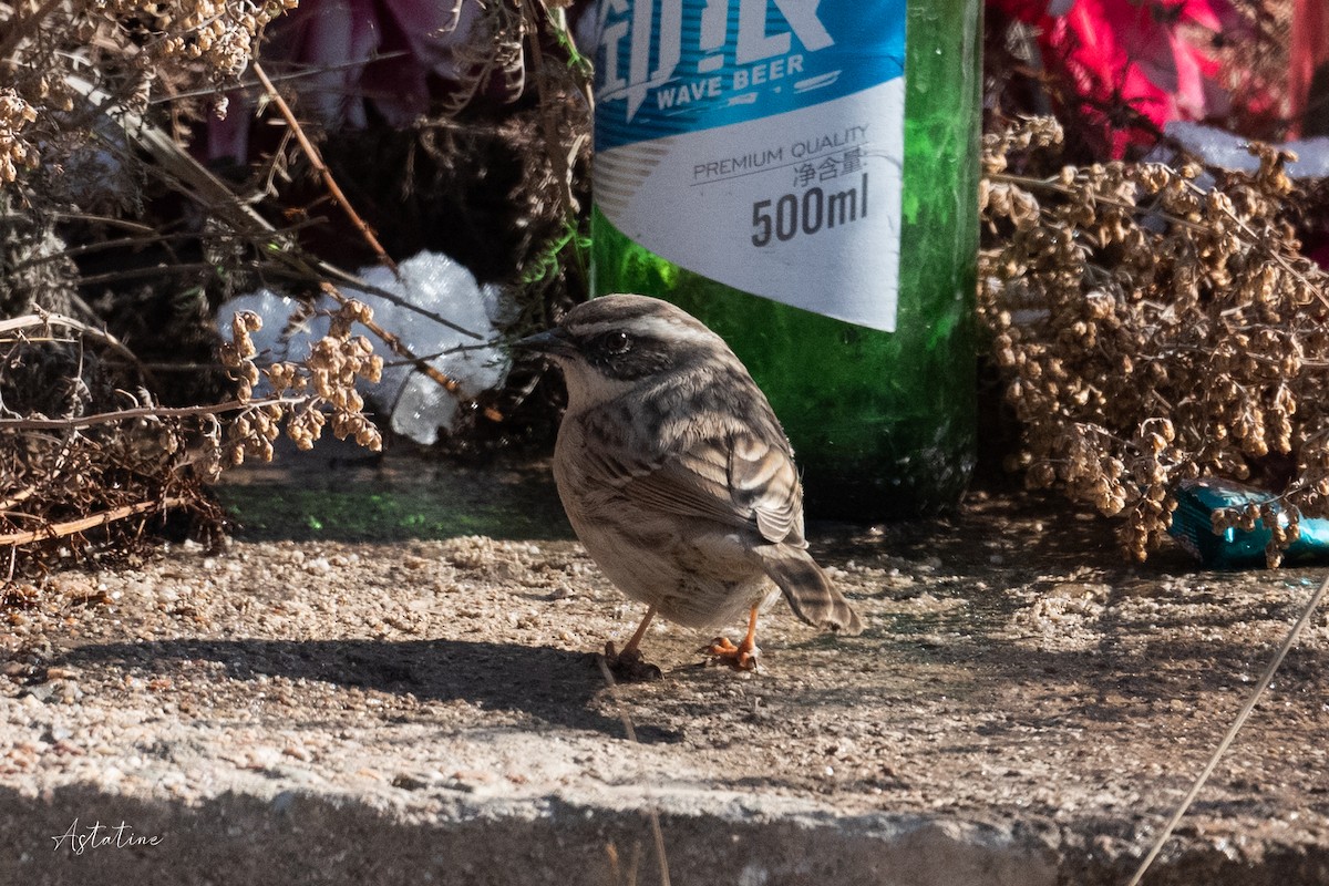 Brown Accentor - Y.C. He