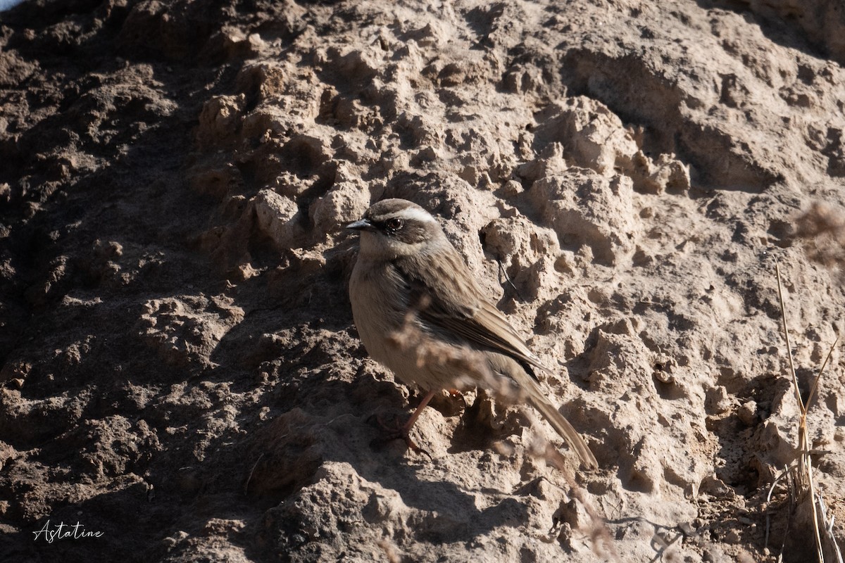 Brown Accentor - Y.C. He