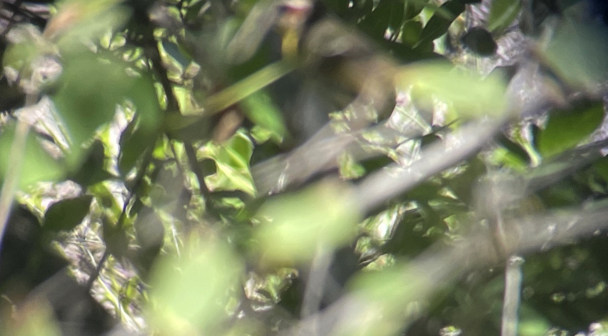 Rufous-capped Warbler (rufifrons Group) - ML622642320