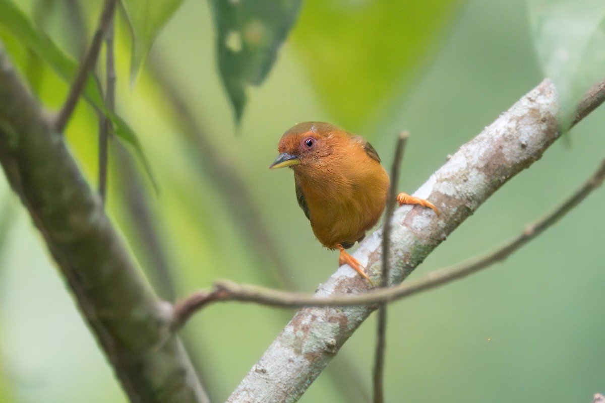 Rufous Piculet - Joseph Smith