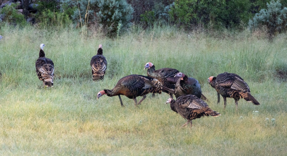 Wild Turkey - Parker Marsh