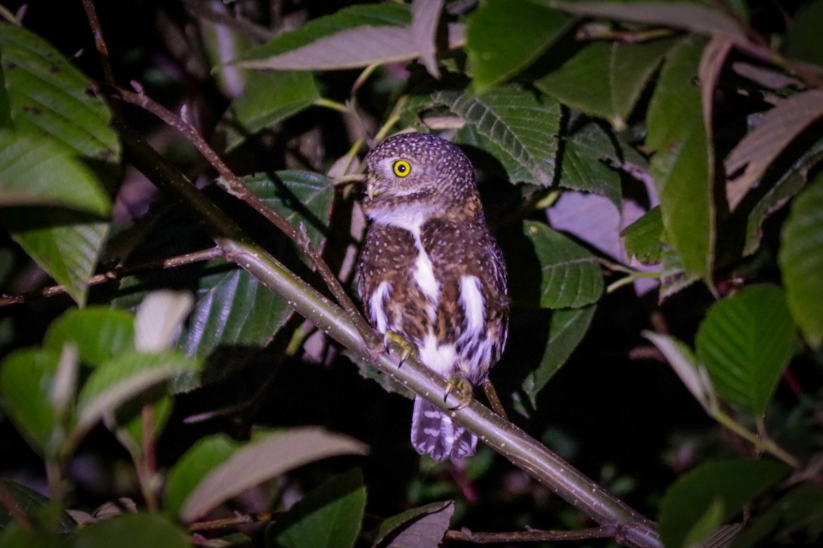 Costa Rican Pygmy-Owl - ML622642577