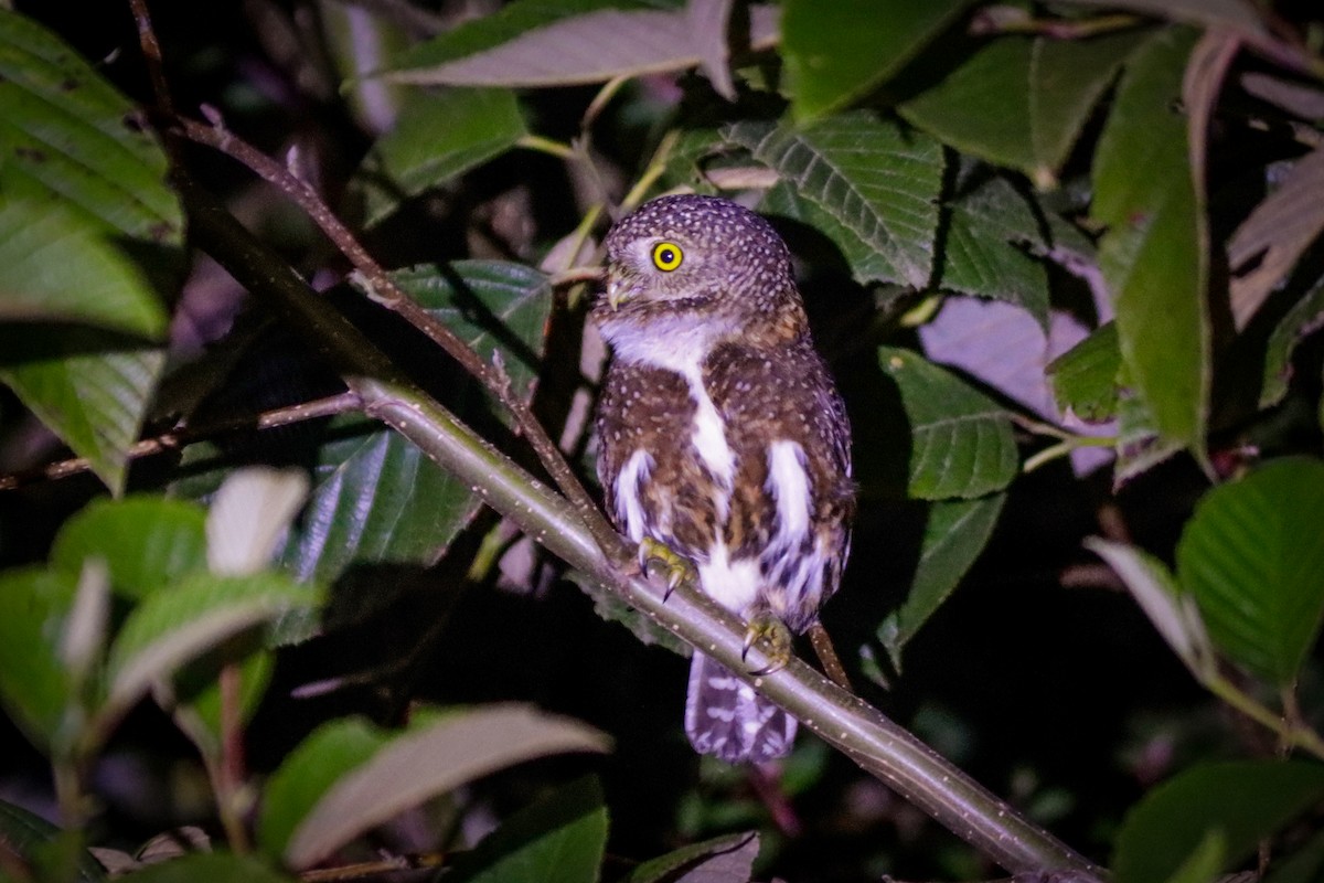 Costa Rican Pygmy-Owl - ML622642578