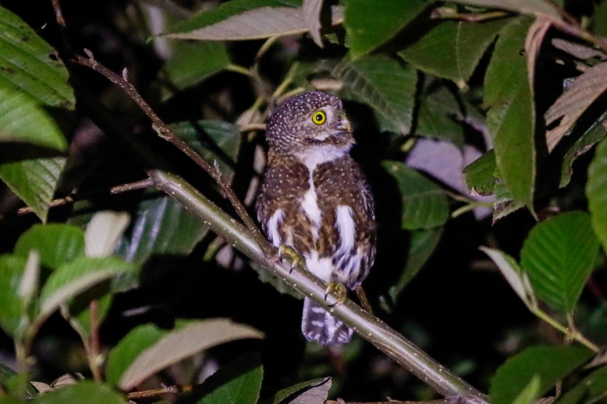 Costa Rican Pygmy-Owl - ML622642579