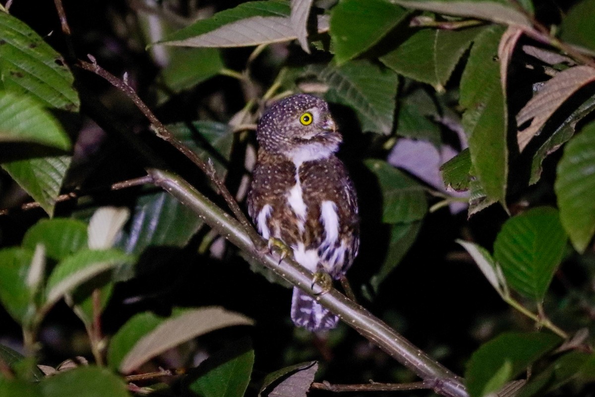 Costa Rican Pygmy-Owl - ML622642580
