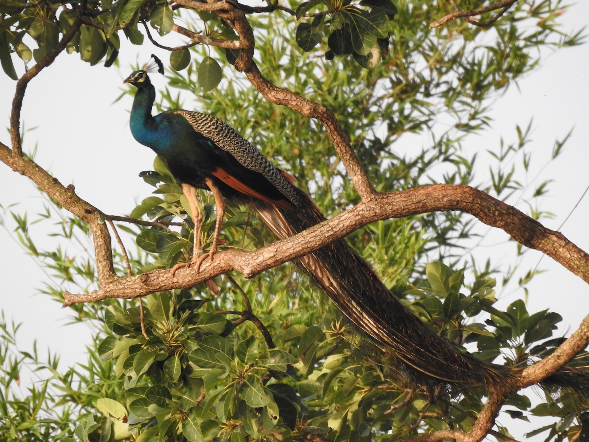 Indian Peafowl - Mayur K. Setty