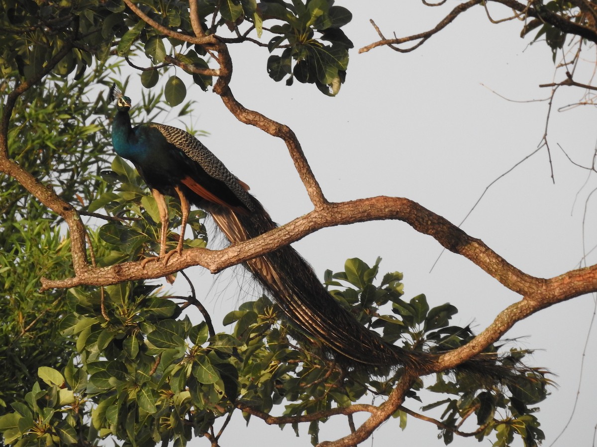 Indian Peafowl - Mayur K. Setty