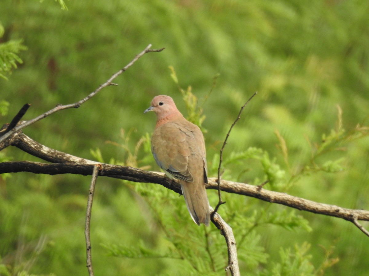 Laughing Dove - ML622642734