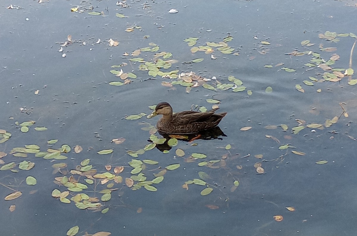 American Black Duck - ML622642768