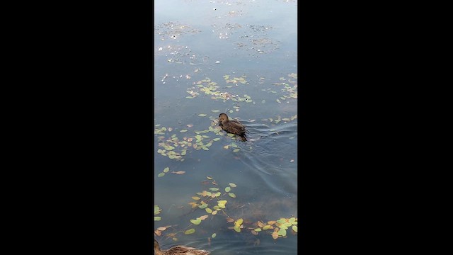 American Black Duck - ML622642769