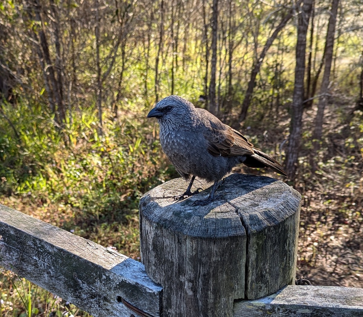 Apostlebird - ML622642813