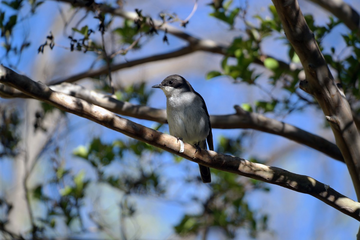 Fiscal Flycatcher - Fran Hacker