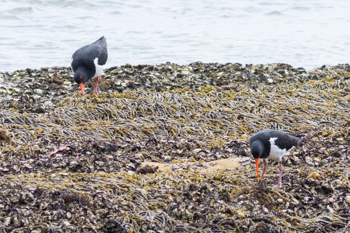 Pied Oystercatcher - ML622642868