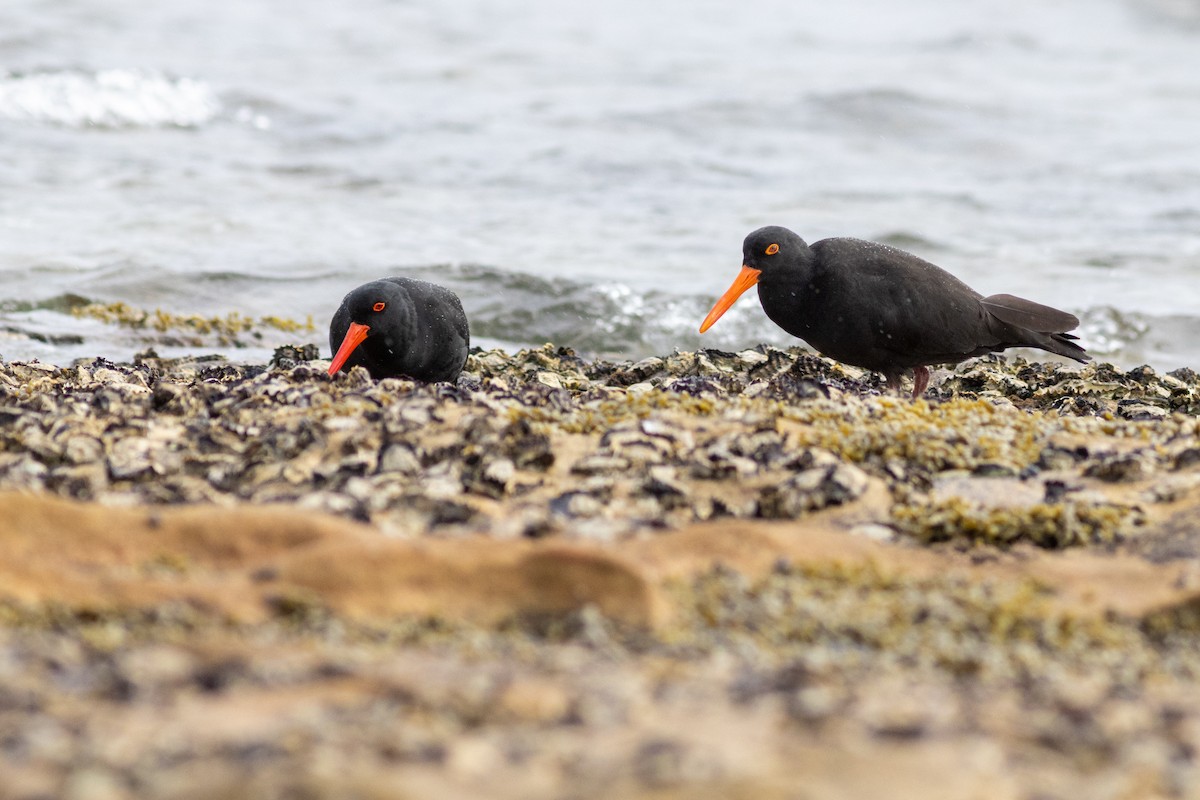 Sooty Oystercatcher - ML622642870