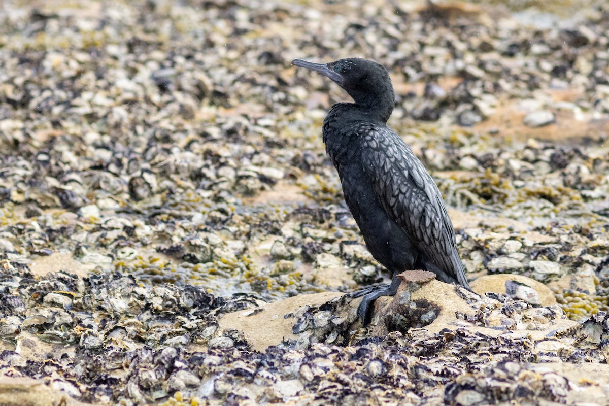 Little Black Cormorant - ML622642876