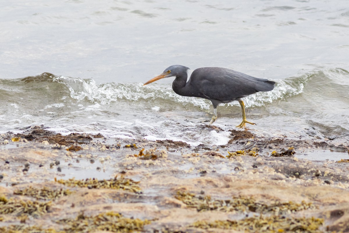 Pacific Reef-Heron - ML622642880