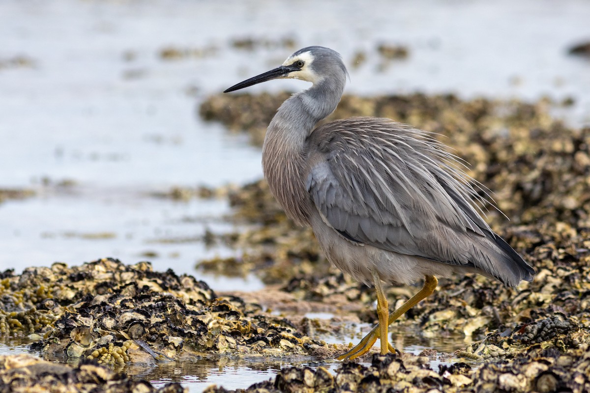 White-faced Heron - ML622642885