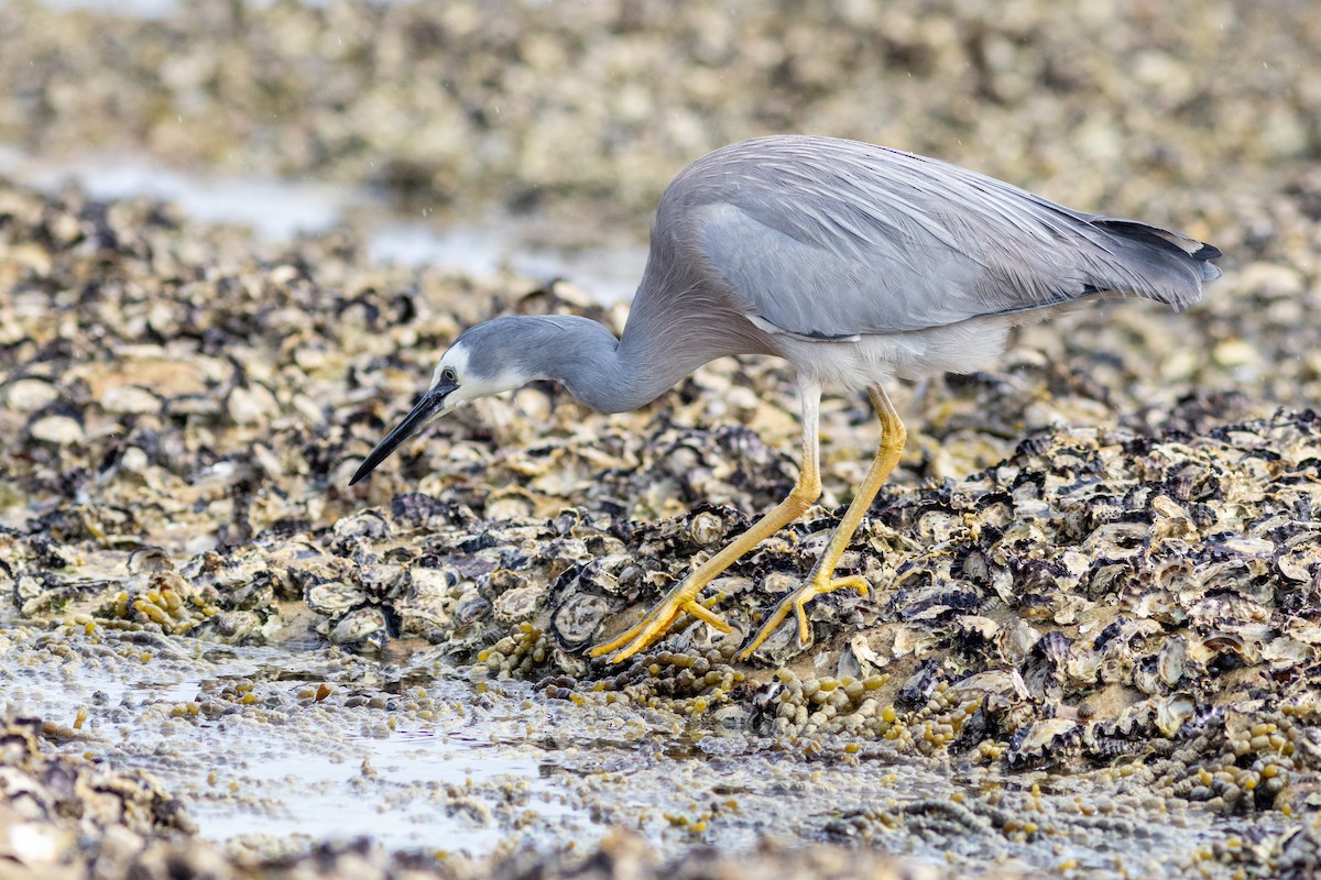 White-faced Heron - ML622642886