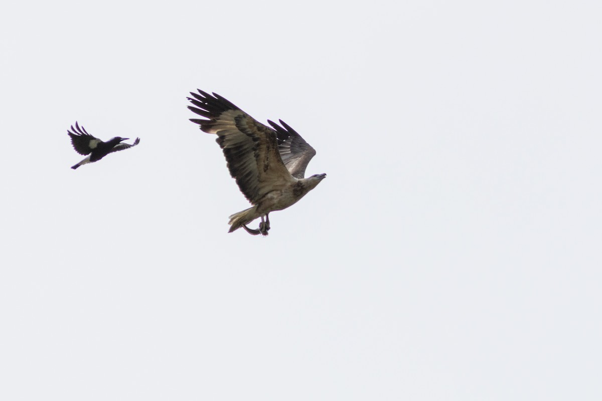 White-bellied Sea-Eagle - ML622642888